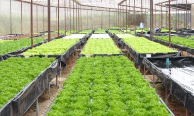 Hydroponic Agriculture-Yagur